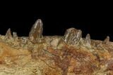 Xiphactinus Maxillary with Teeth - Smoky Hill Chalk, Kansas #130545-2